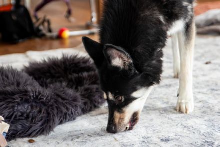 Bonita - verzaubert sie auch dich?