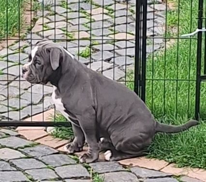 Old English Bulldog mit Ahnentafel