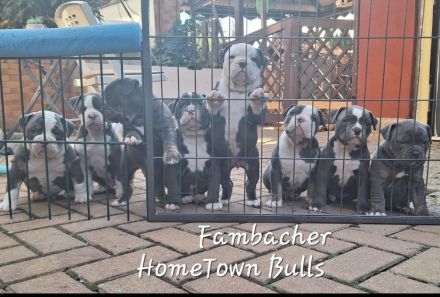 Old English Bulldog mit Ahnentafel