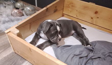 Old English Bulldog mit Ahnentafel