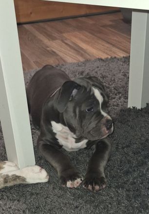 Old English Bulldog mit Ahnentafel