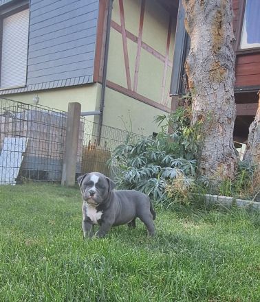 Old English Bulldog mit Ahnentafel