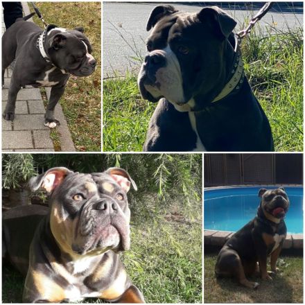 Old English Bulldog mit Ahnentafel