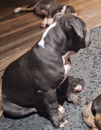 Old English Bulldog mit Ahnentafel