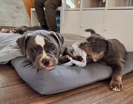 Old English Bulldog mit Ahnentafel