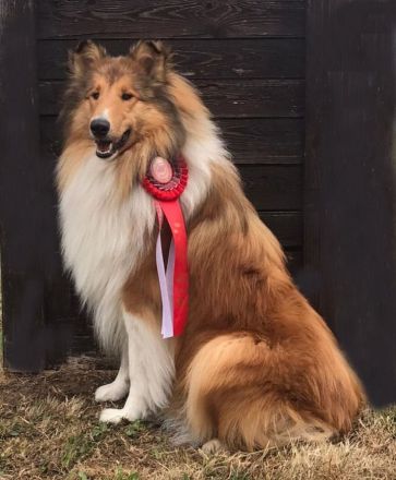 BiHCh, FBiHCh, RSCh Gandor zur Lewitzperle (BH/VT)