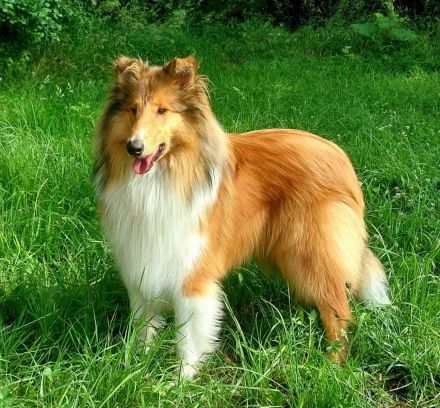 BiHCh, FBiHCh, RSCh Gandor zur Lewitzperle (BH/VT)