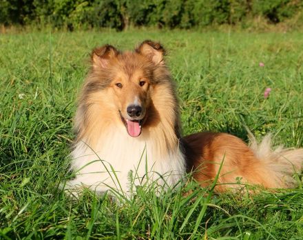 BiHCh, FBiHCh, RSCh Gandor zur Lewitzperle (BH/VT)