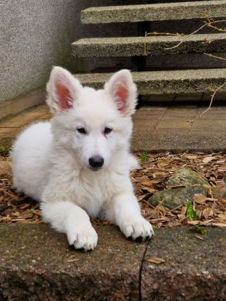 AC weiße Schaferhundwelpen