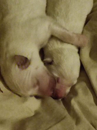 AC weiße Schaferhundwelpen