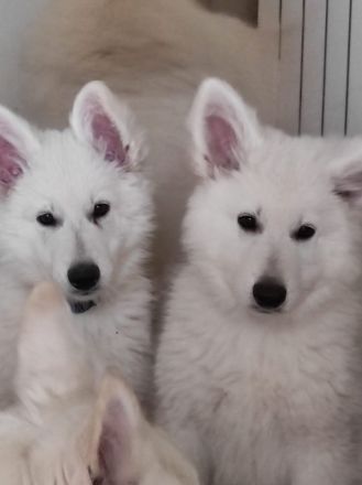 AC weiße Schaferhundwelpen