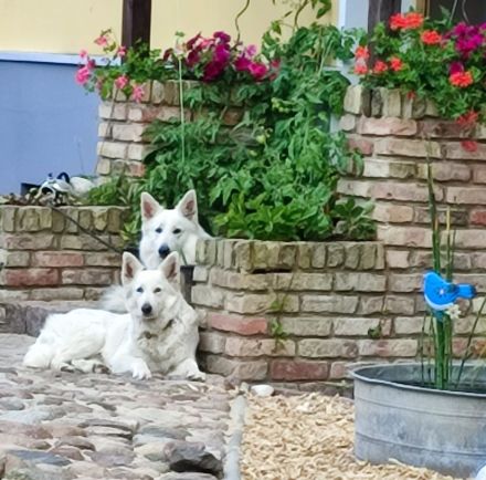 AC weiße Schaferhundwelpen