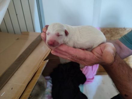 AC weiße Schaferhundwelpen