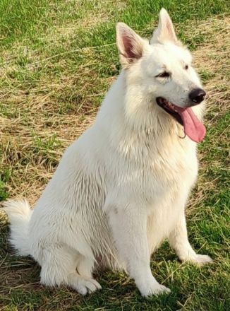 AC weiße Schaferhundwelpen