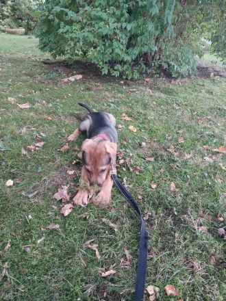 Hund sucht neues Zuhause