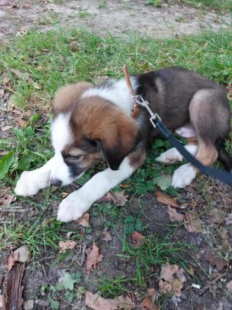 Hund sucht neues Zuhause