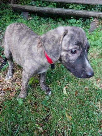 Hund sucht neues Zuhause