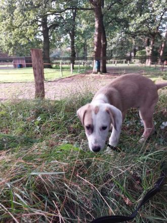 Hund sucht neues Zuhause