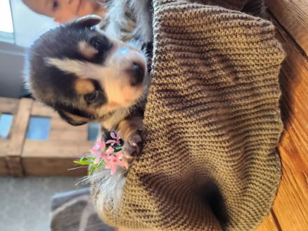 Schäferhund-Husky-Mischlingswelpen