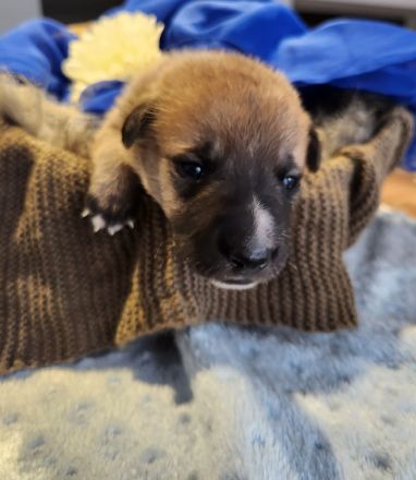 Schäferhund-Husky-Mischlingswelpen