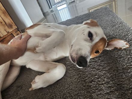 Schäferhund-Husky-Mischlingswelpen