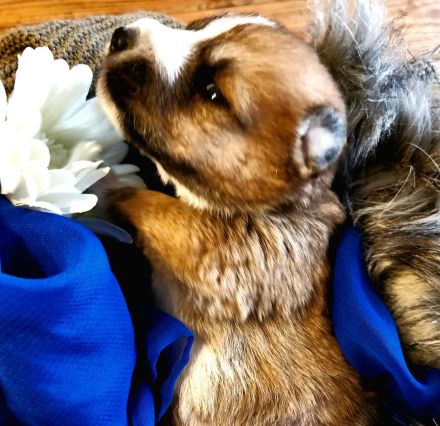 Schäferhund-Husky-Mischlingswelpen