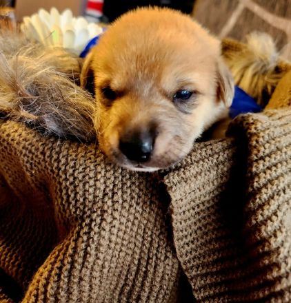 Schäferhund-Husky-Mischlingswelpen