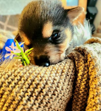 Schäferhund-Husky-Mischlingswelpen