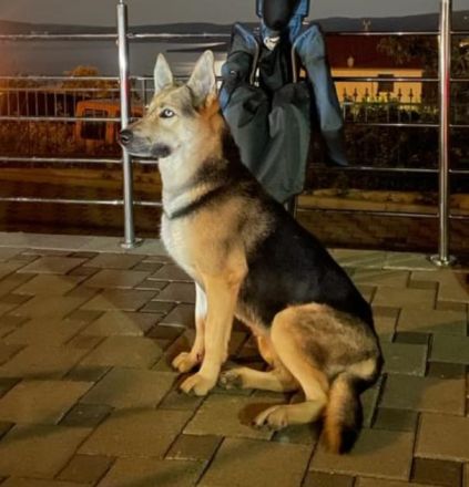 Schäferhund-Husky-Mischlingswelpen