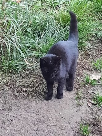 Katzenkinder suchen ein Zuhause