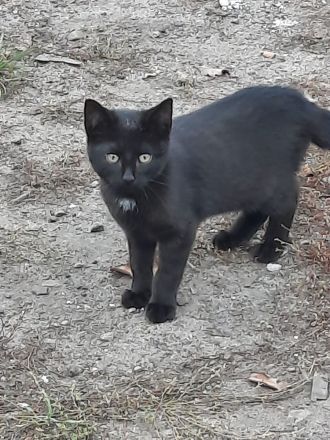 Katzenkinder suchen ein Zuhause