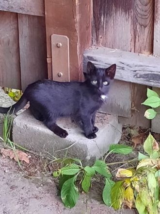 Katzenkinder suchen ein Zuhause