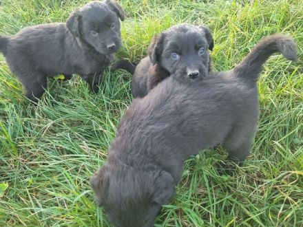 Altdeutsche Hütehund/Schäferhund Welpen