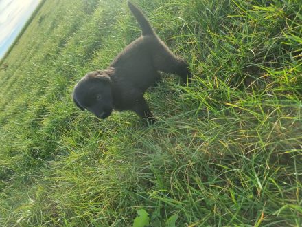 Altdeutsche Hütehund/Schäferhund Welpen