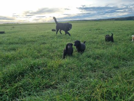 Altdeutsche Hütehund/Schäferhund Welpen
