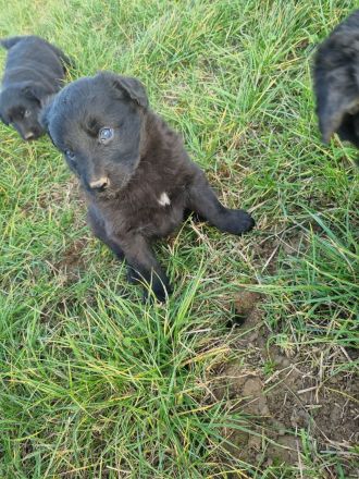 Altdeutsche Hütehund/Schäferhund Welpen