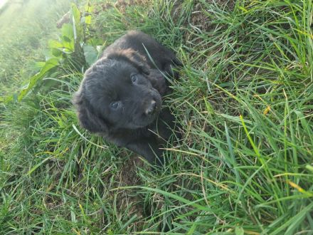 Altdeutsche Hütehund/Schäferhund Welpen