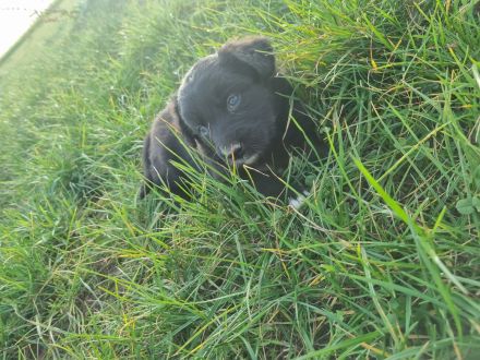 Altdeutsche Hütehund/Schäferhund Welpen