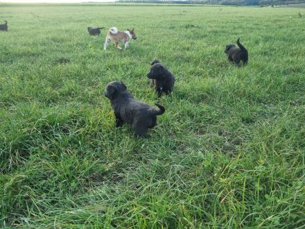 Altdeutsche Hütehund/Schäferhund Welpen