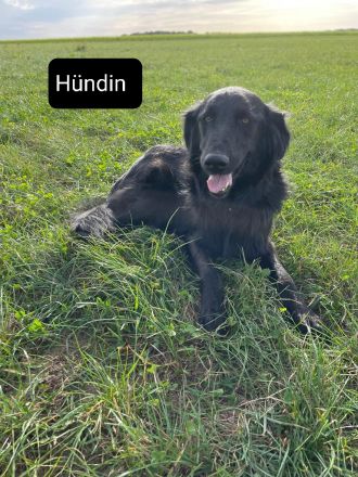 Altdeutsche Hütehund/Schäferhund Welpen