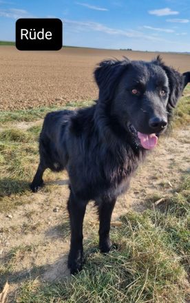 Altdeutsche Hütehund/Schäferhund Welpen