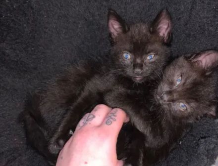 Süße BKH/EKH Kitten suchen Dringend ein zuhause