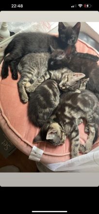 Süße BKH/EKH Kitten suchen Dringend ein zuhause