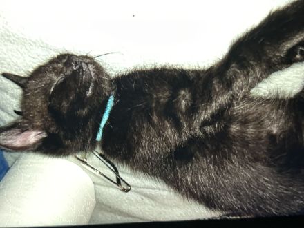 Süße BKH/EKH Kitten suchen Dringend ein zuhause