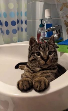 Süße BKH/EKH Kitten suchen Dringend ein zuhause