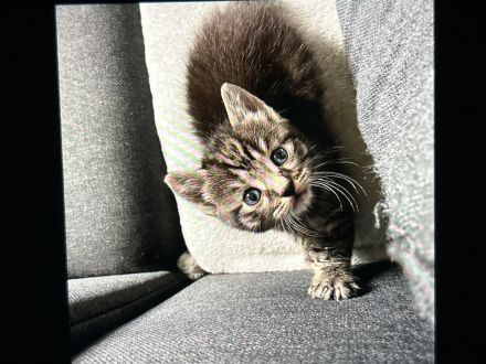 Süße BKH/EKH Kitten suchen Dringend ein zuhause