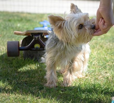 Lust auf Welpengewusel?.