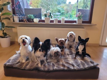 Lust auf Welpengewusel?.