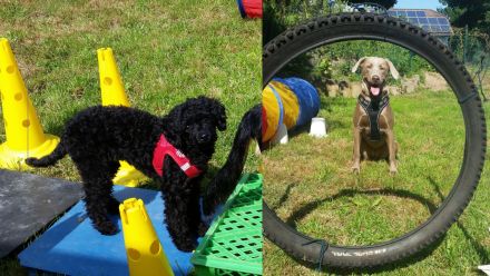 Lust auf Welpengewusel?.