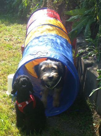 Lust auf Welpengewusel?.